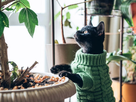 The Cat & The Tree