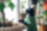 Cat in a Green Vest