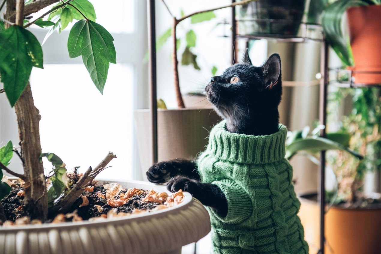 flores de Bach para gato