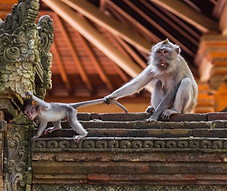 monkeys