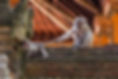 monkeys