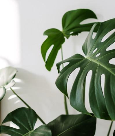 Planta
