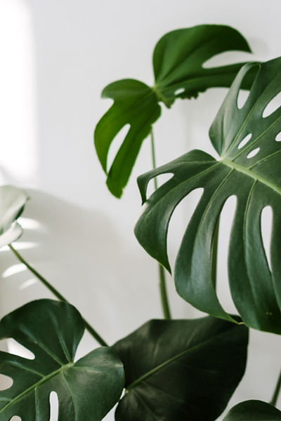 Tropical House Plant