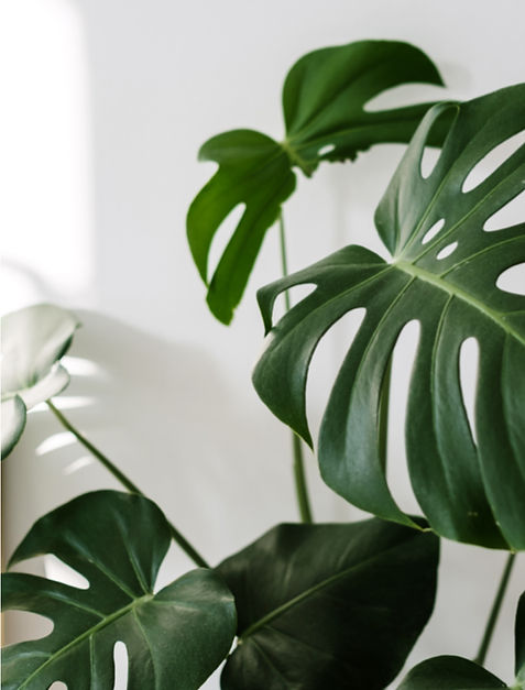 Monstera Plant Leaves