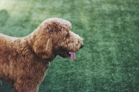 Fluffy Dog
