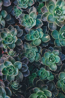 Succulent Plant Arrangement