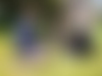 Bega: Have your say on guidelines for housing in town centres