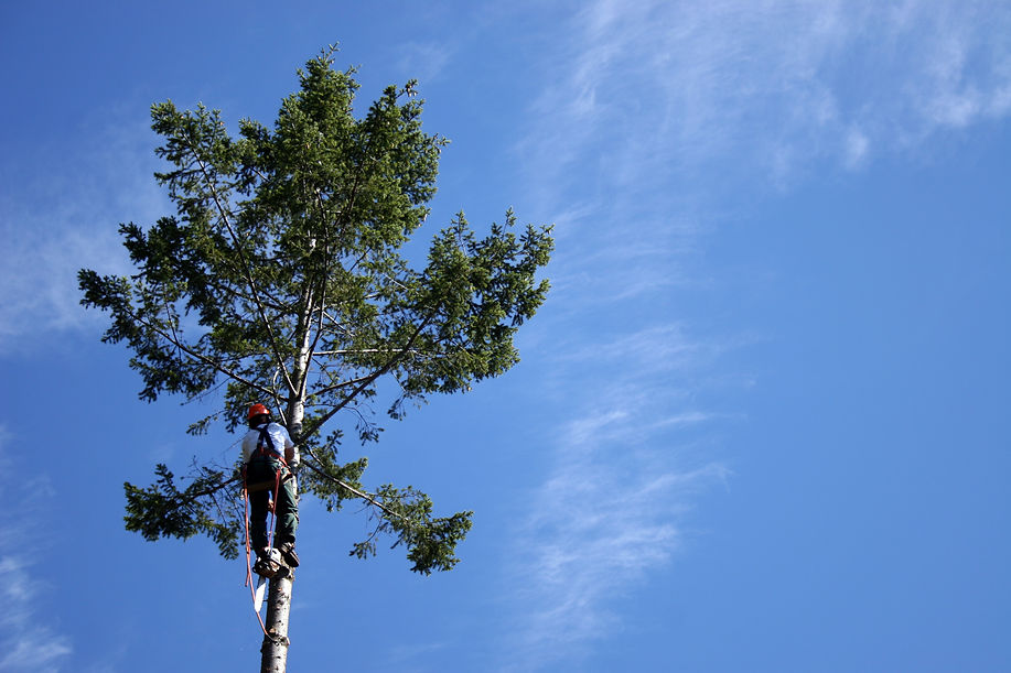 Arborist working high in a tree