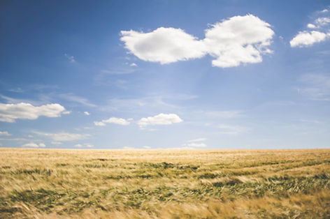 Meadow