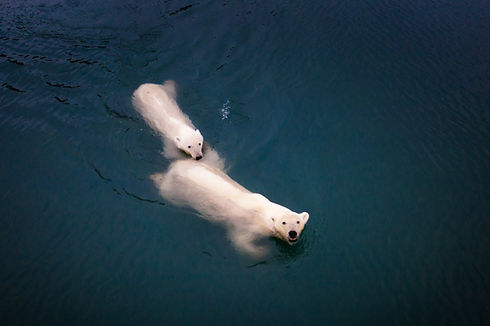 Polar bear mother and cub swimming Tom Williamson