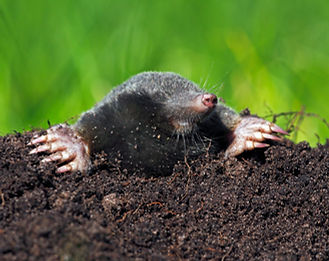European Mole, Common Mole or Northern Mole (Talpa europaea) in a molehill on a green mead