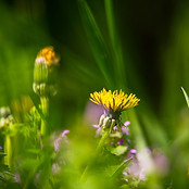 Wild Flowers
