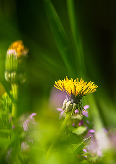 Wild Flowers