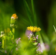 wild Flowers