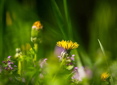 Des plantes dans un champs