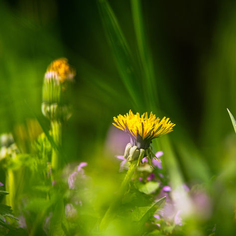 Dandelion, wonderful health benefits on your doorstep!