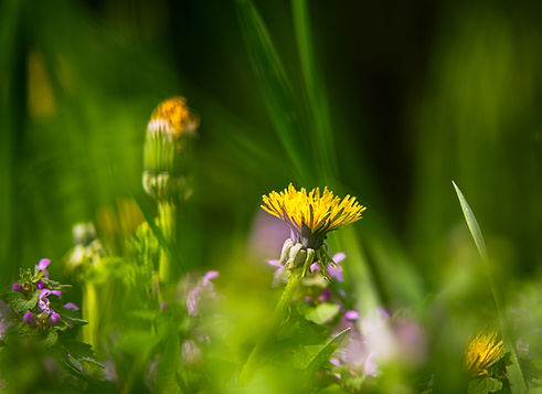 Wild Flowers