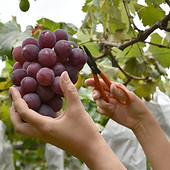 Picking Grapes