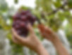 Picking Grapes