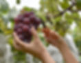 Picking Grapes