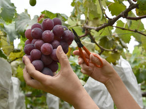 ¡Descubre el Poder del Resveratrol para tu Salud! 🌿