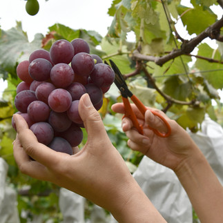 Cortar a mano un racimo de uvas rojas en época de vendimia.