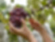 Harvesting Grapes