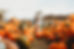 Girl in Pumpkin Farm