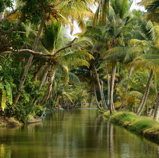 Tropical Seychelles palm landscape coconut oil natural environment