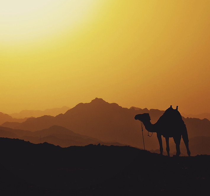 Camel In Desert