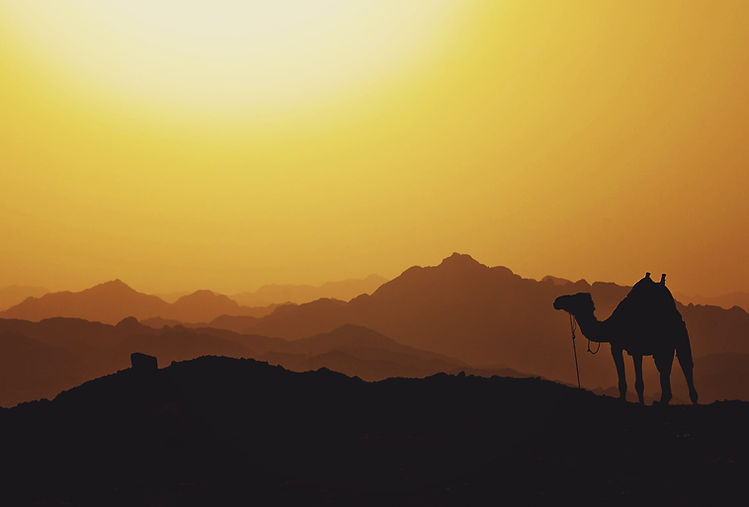 Camel in Desert