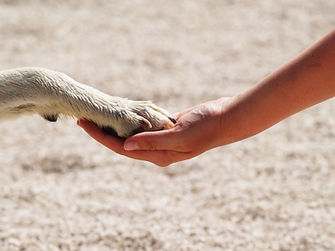 Human And Dog Connection