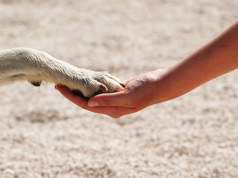 Human And Dog Connection