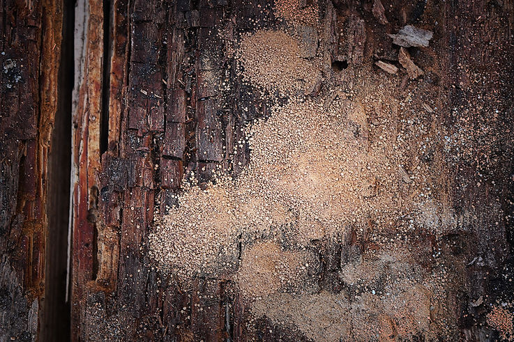wooden beam in decay, dry rot and wood boring insect damage
