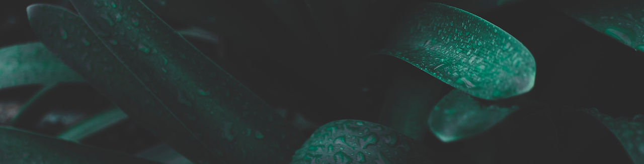 Green Leaves