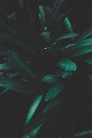Green Leaves