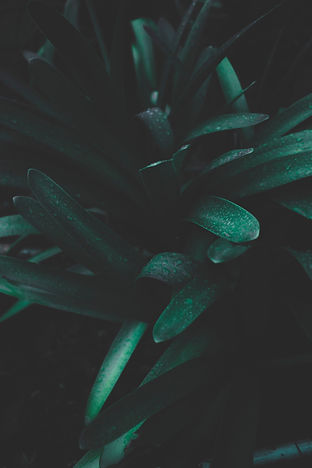 Green Leaves