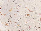 Marble Texture
