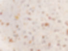 Marble Texture