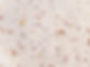Marble Texture