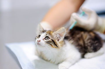 猫に注射を打つ女性獣医
