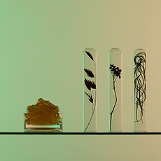 Planten in reageerbuizen