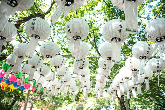 Lotus Lanterns Hanging In Rows