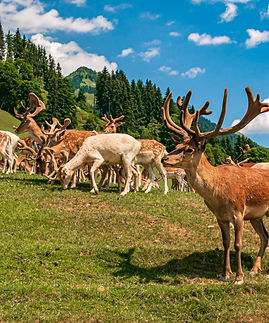Deers on the mountain