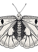 Intricate Moth Illustration