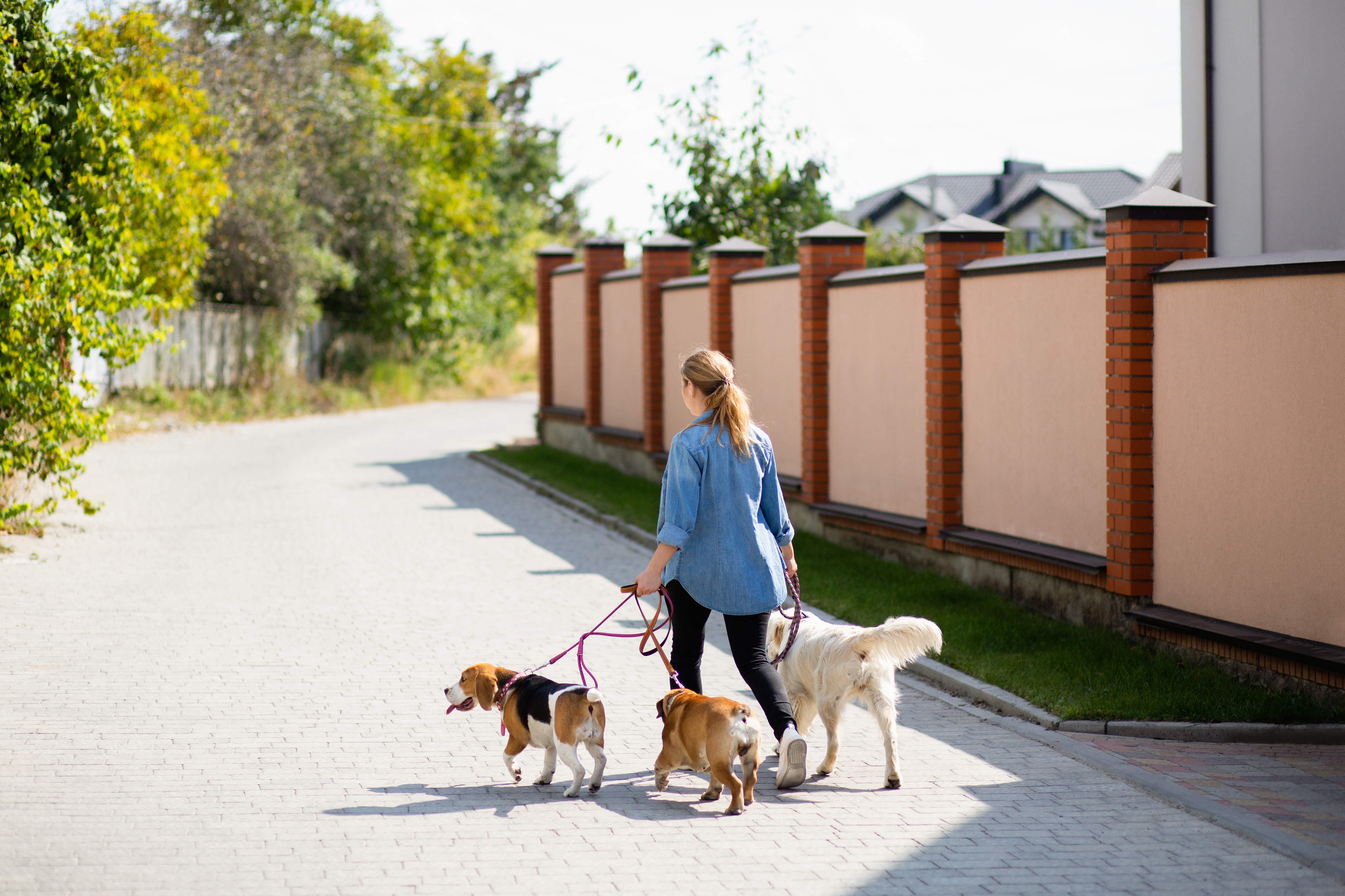 Pet Walking - Dog Walking