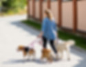 Woman Walking Dogs