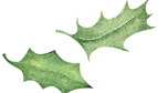 Green Holly Leaves