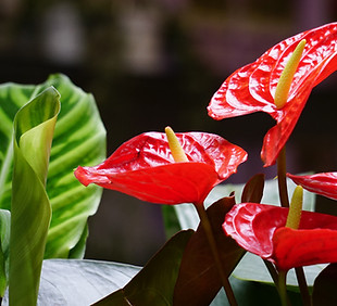 Fleur de plante