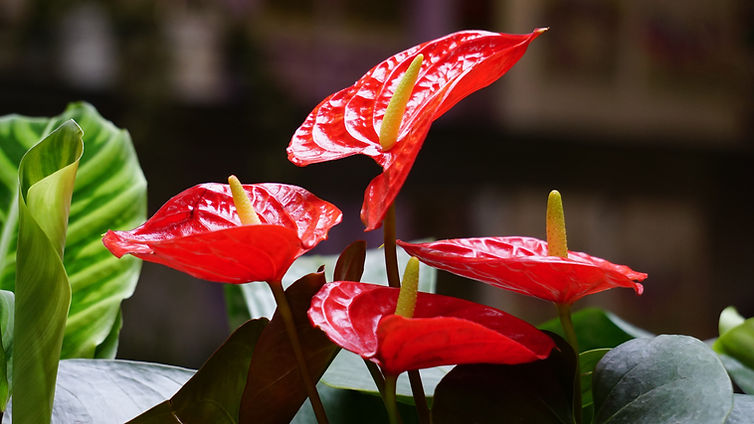 Plant Blossom